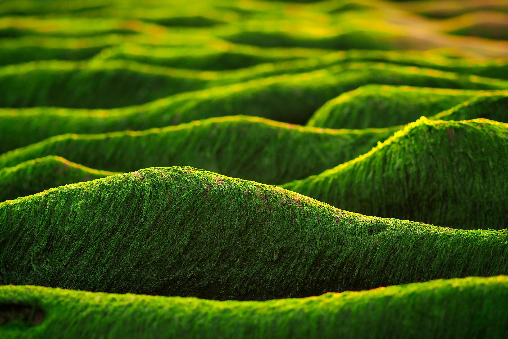 Artificial intelligence predicts algae potential as alternative energy source