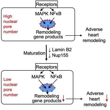 Changes in nuclear pore numbers control nuclear import and stress response of mouse hearts