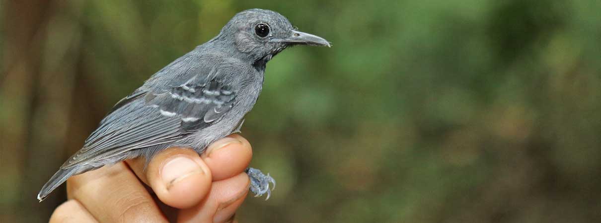 Dynamic rivers contributed to Amazon's rich bird diversity