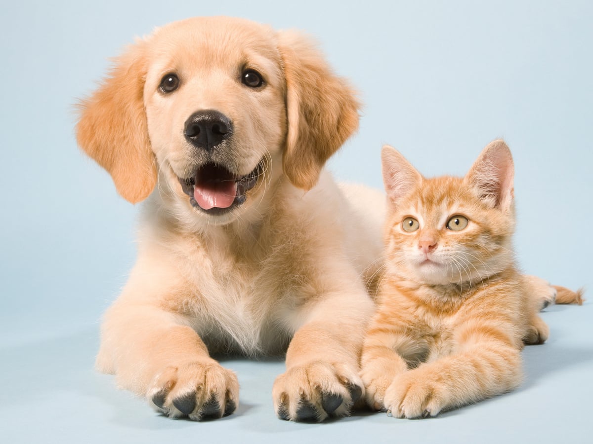 Do pets have a positive effect on your brain health?