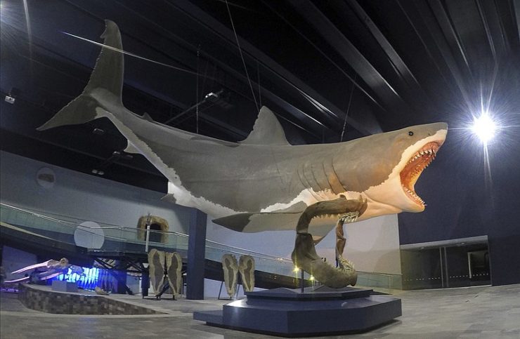 Cooler waters created super-sized Megalodon