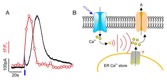 How Plants Count to Six: Decoding Stomatal Responses Through Calcium Signaling