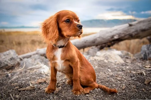 Dogs can smell stress