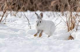 Cameras reveal snowshoe hare density