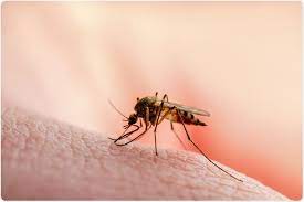 Scientists identify key regulator of malaria parasite transmission