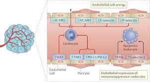 Proinflammatory activity of VEGF-targeted therapy via tumour endothelial cell anergy reversal