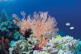 Hawaiian corals show surprising resilience to warming oceans