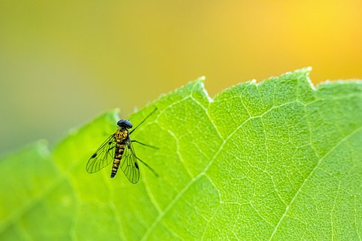 Fruit flies yield clues to a good night's sleep