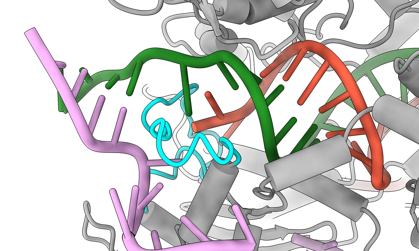 Gene Editing gets safer thanks to redesigned Cas9 protein