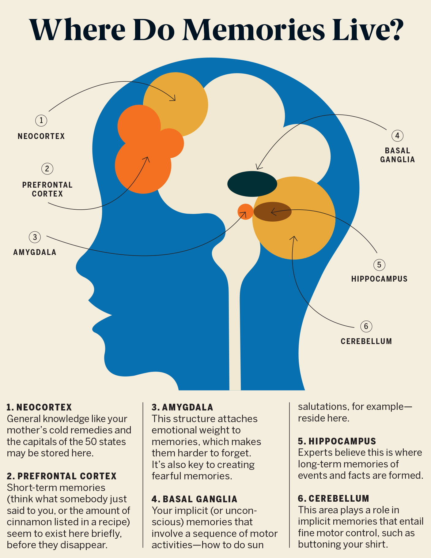 How does the brain make memories?