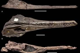 Ancient Crocodile Relatives' Sinuses Hindered Deep Diving Evolution