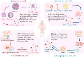 Unveiling the Long-Term Dynamics of Stem Cells Post-Transplant