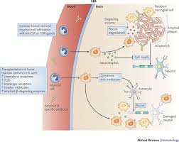 Guardian Peptides: The Brain's Role in Immune Regulation