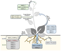 New Insights into Nutrient Transport in Plants: The Role of KNS3 Protein