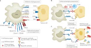 Understanding Macrophages: The Key to Optimizing Biotechnologies and Immunotherapy