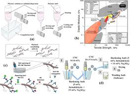 Revolutionizing Sustainability: The Promise of Nanofibrous Cellulose in Industry and Medicine