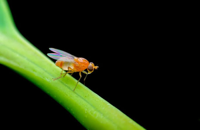 Buck Institute’s Innovative Approach to Lifespan Research: Insights from Fruit Flies to Humans