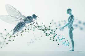 Pioneering Approach Links Metabolites in Fruit Flies and Humans to Aging Interventions