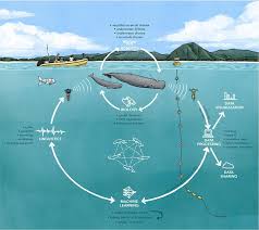 Revolutionizing Whale Communication: How Drones Are Learning to Find Sperm Whales