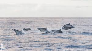 Dolphins’ Sensitivity to Military Sonar: New Study Reveals Surprising Findings