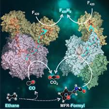 Breaking the Dogma: Uncovering a New Pathway in Microbial Ethane Degradation