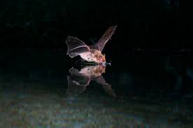 Echolocating Bats Navigate Using Acoustic Cognitive Maps