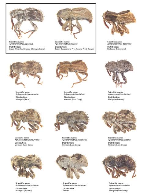 Exploring the Hidden World of Weevils: New Species Discovered Using X-ray Microtomography