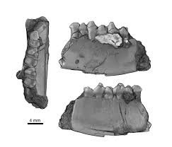 Newly Discovered Fossil Reveals Colorado’s Ancient “Swamp Dweller”