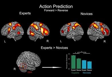 How Our Brain Predicts Actions and Emotions: Insights into Perception