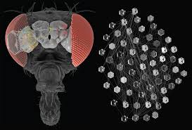 How Fruit Flies Teach Us to See: Understanding Neuronal Networks for Stable Vision in Changing Light