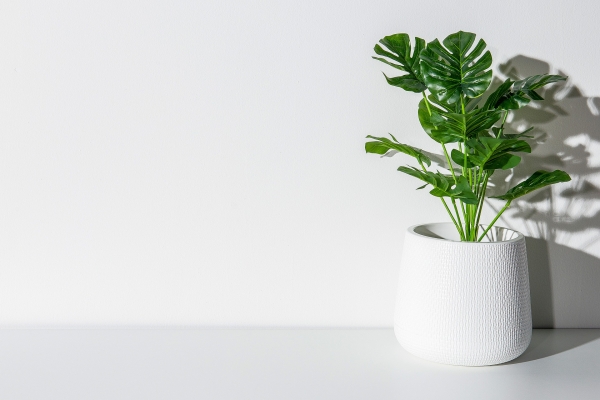 Common houseplants can improve air quality indoors