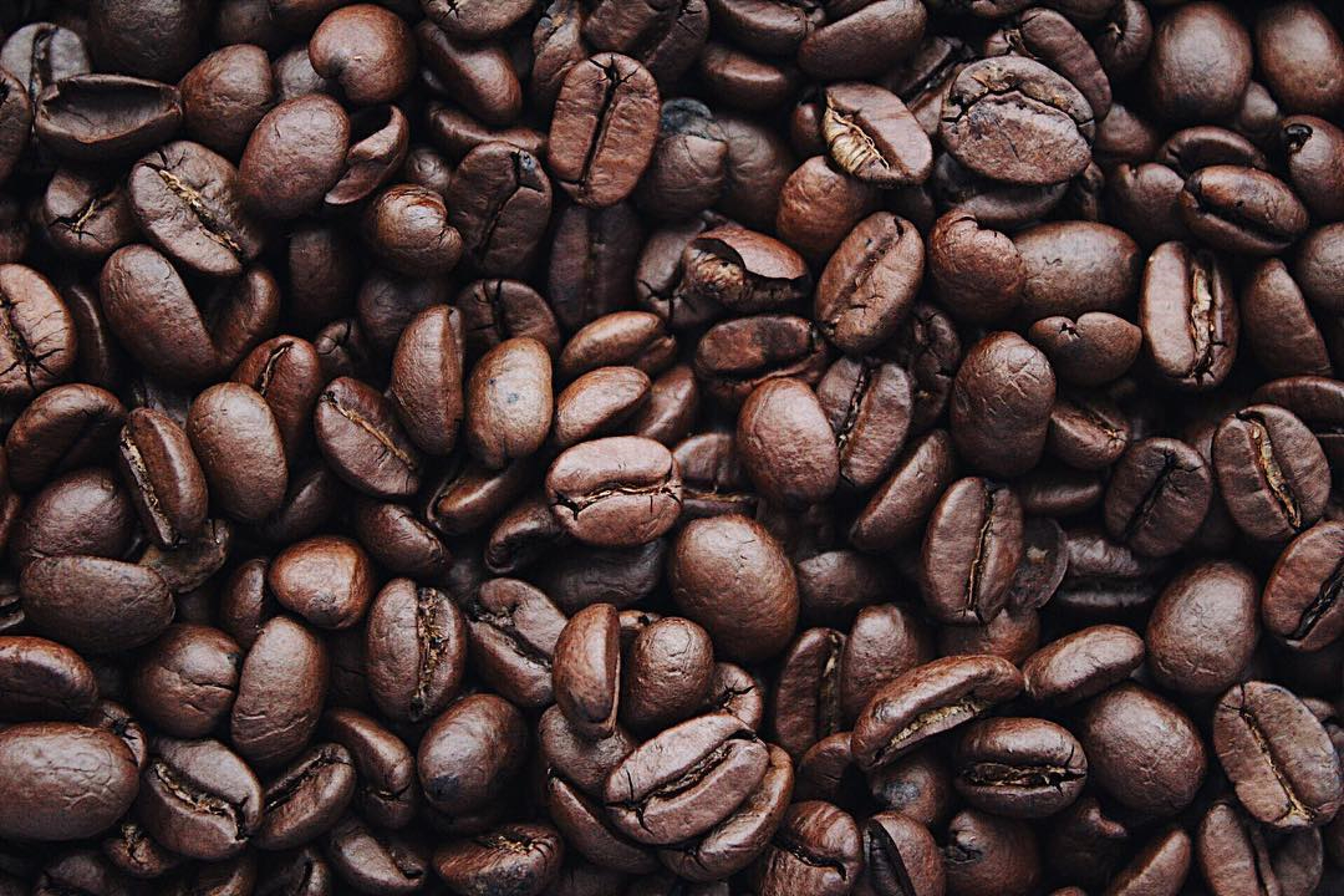 Deep learning is used for coffee disease classification