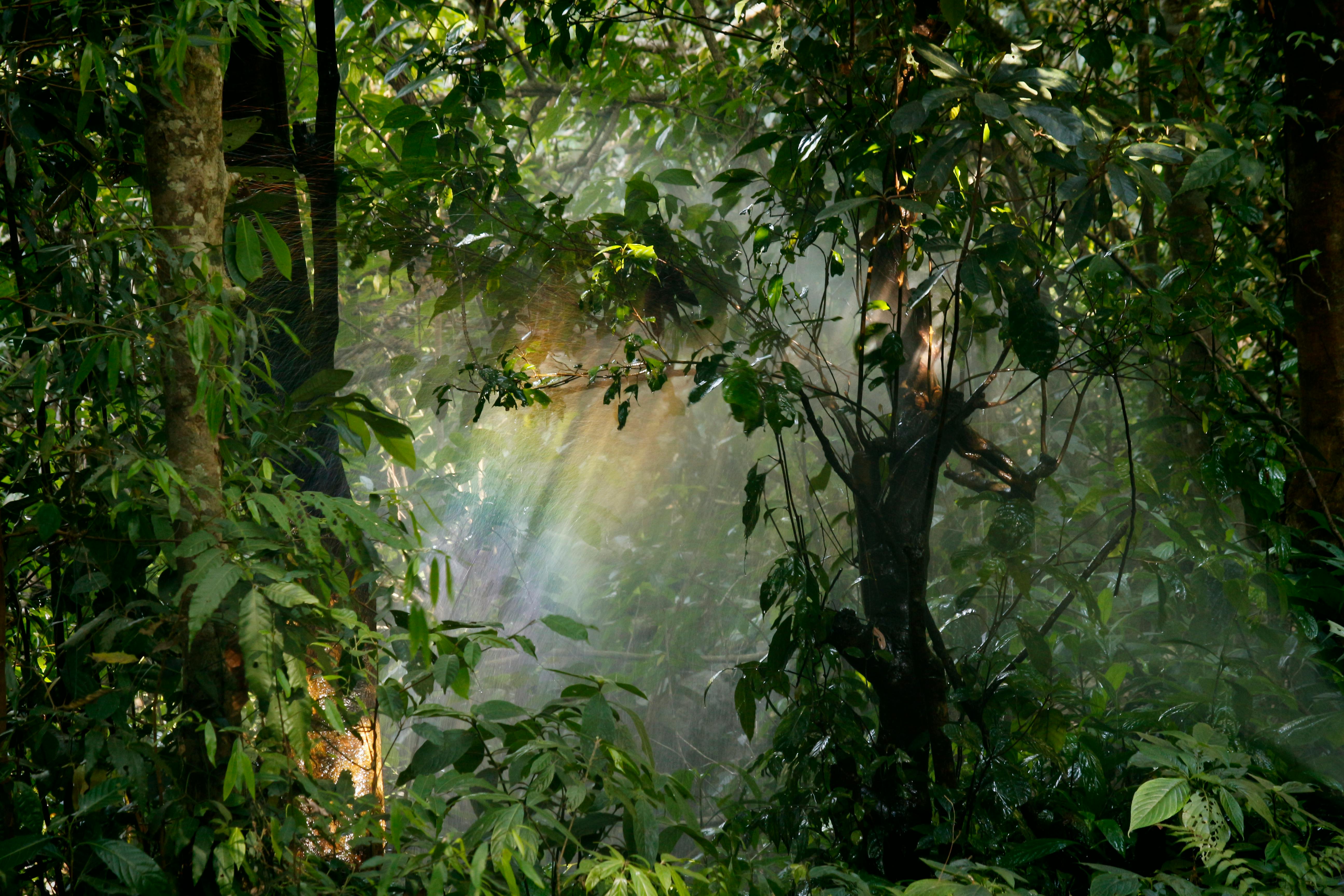 New Study Reveals Vast Potential for Natural Forest Regrowth in Humid Tropics