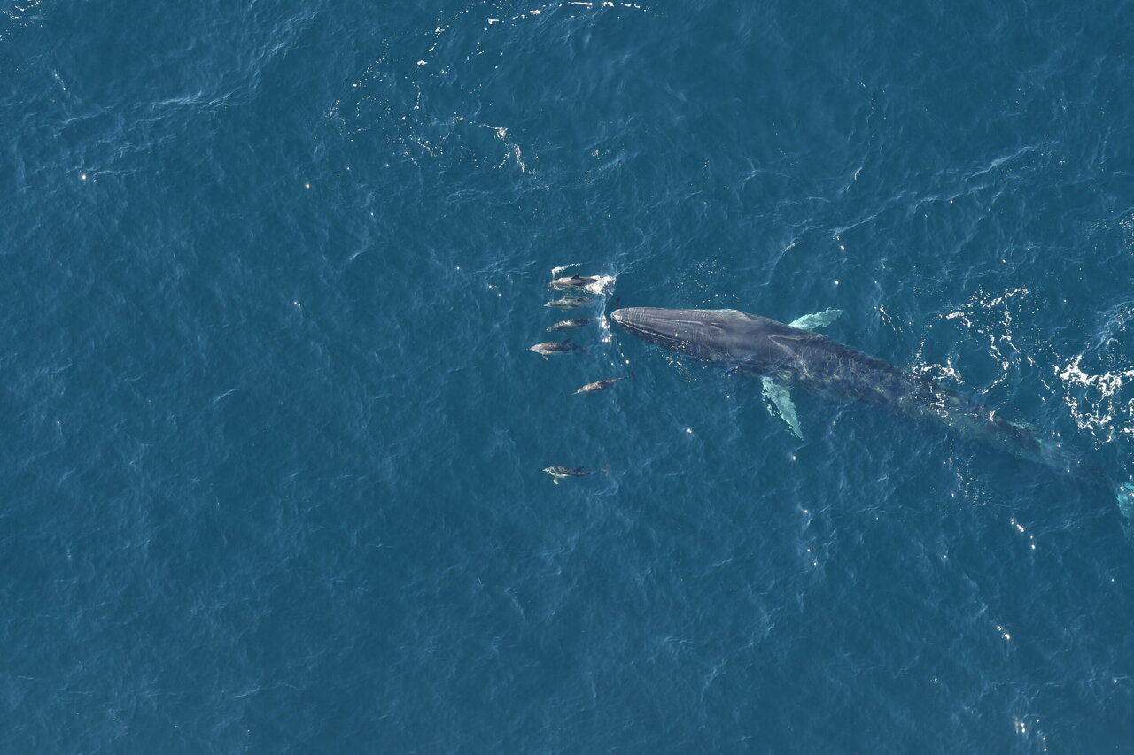 Scientists identify areas of high marine mammal diversity