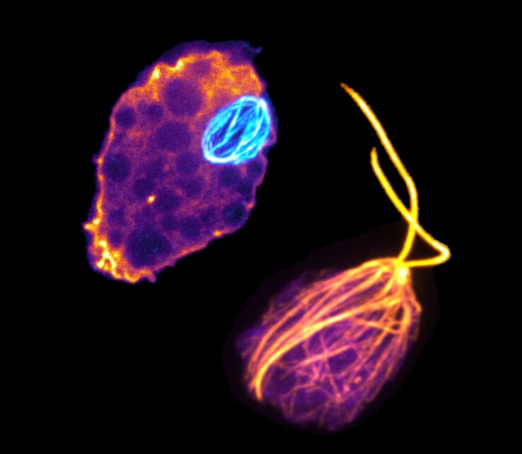 What brain-eating amoebae can tell us about the diversity of life on earth and evolutionary history